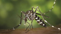 6 dengue patients die, 1,370 hospitalized in 24hrs