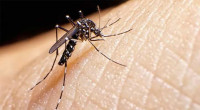 4 dengue patients die, 1,109 hospitalized in 24hrs