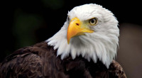 Bald eagle officially declared US national bird after 250 years