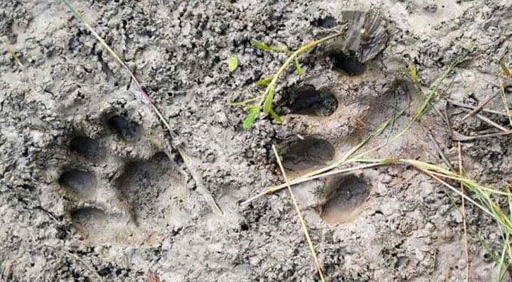 সুন্দরবন ঘেঁষা দাতিনাখালী গ্রামে ‘বাঘের পায়ের ছাপ’