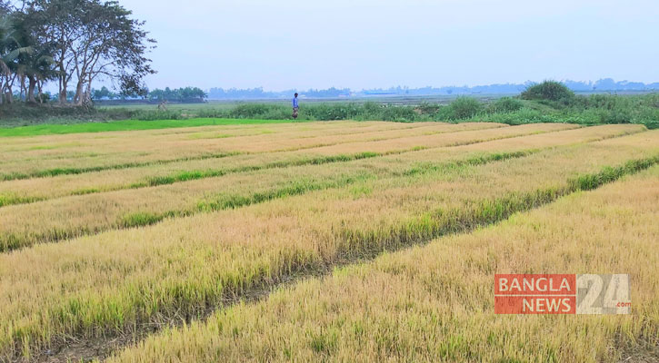 দুর্বৃত্তের ছিটানো আগাছানাশকে ঝলসে গেল ধানের চারা