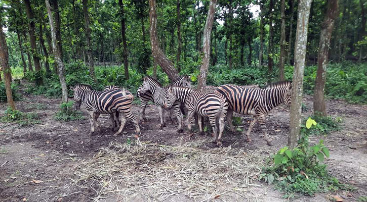 গাজীপুরে সাফারি পার্কে ২৪ দিনে  ৯ জেব্রার মৃত্যু