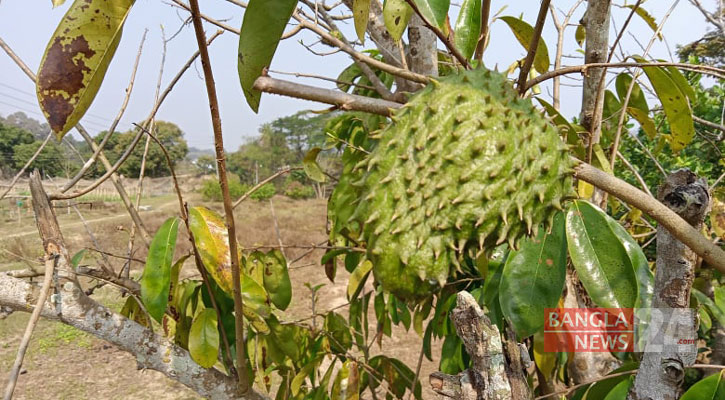 পাহাড়ে বাণিজ্যিকভাবে চাষ হবে ‘টক আতা’