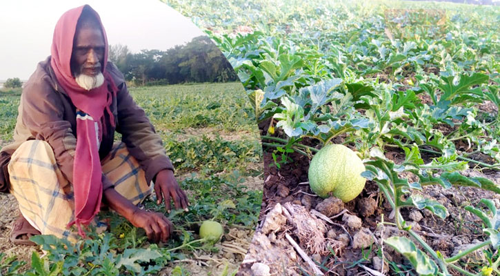 ফেনীর চরাঞ্চলের তরমুজে স্বপ্ন বুনছেন চাষিরা