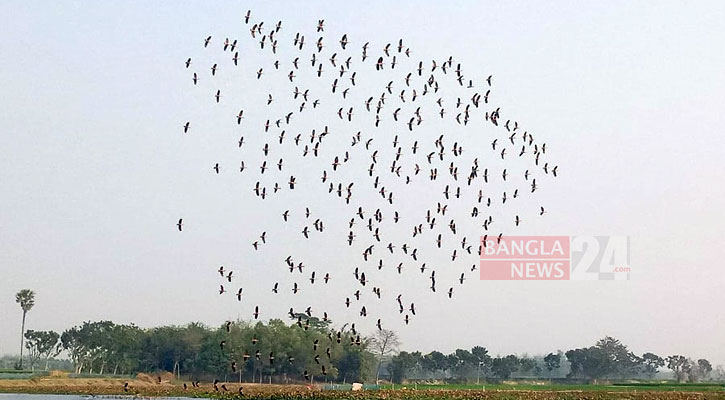 পরিযায়ী পাখির কলতানে মুখরিত গাংনীর মাইলমারী পদ্মবিল