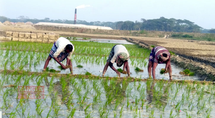 বোরো আবাদে কোমর বেঁধে মাঠে কৃষক