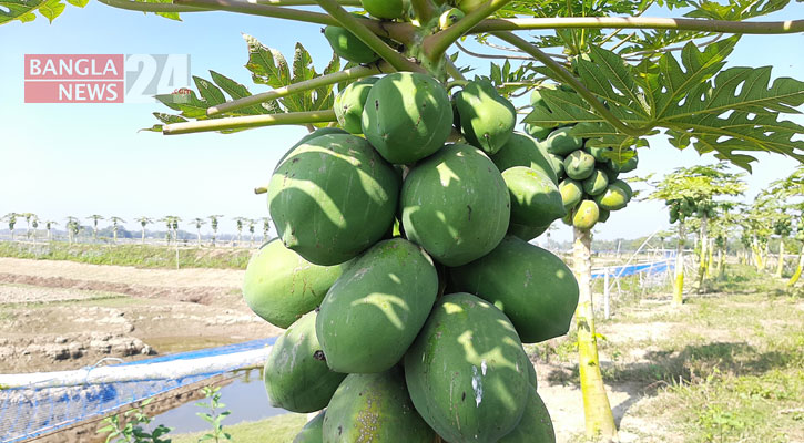 পেঁপে চাষে সফল প্রবাসী সোহেল