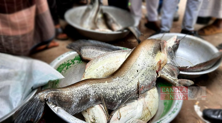 নাসিরনগরে বিলে বড়শিতে ধরা পড়ল ১৮ কেজির বোয়াল