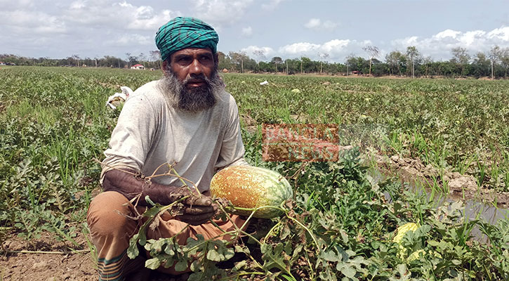 পাতা কুঁকড়ে মরে যাচ্ছে তরমুজ গাছ, শত কোটি টাকার ক্ষতি