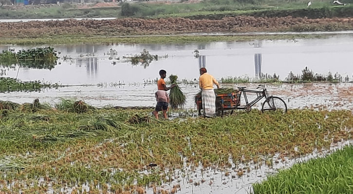 গাজীপুরে কাঁচা-আধা পাকা ধান কাটতে বাধ্য হচ্ছেন কৃষক