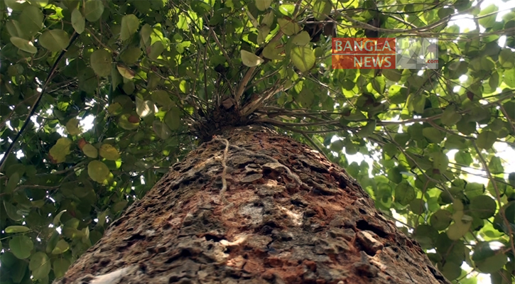 মধুপুরে মিলল কোটি টাকার চন্দন গাছ