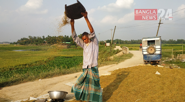 ‘পাকে নাই তো, কাঁছা ধান কাইটা আনতেছি’