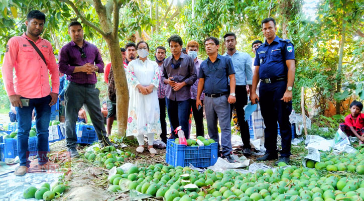 সাতক্ষীরায় অপরিপক্ব আম পেড়ে ইথিওফিন স্প্রে, ব্যবসায়ীকে জরিমানা