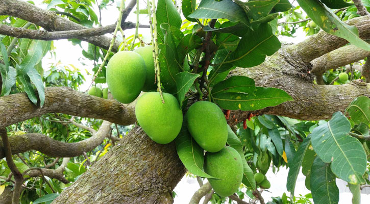 কবে নামবে রাজশাহীর আম জানা যাবে বৃহস্পতিবার