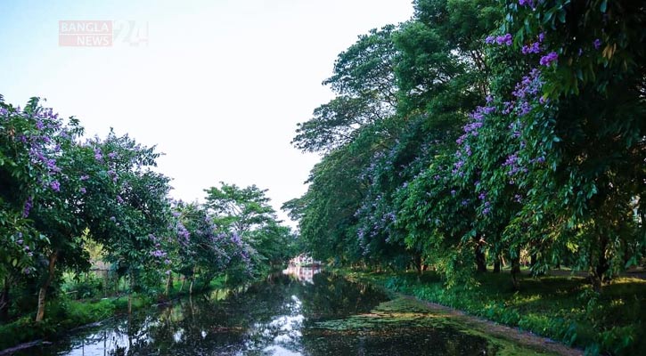 শাবিতে মুগ্ধতা ছড়াচ্ছে জারুল ফুল