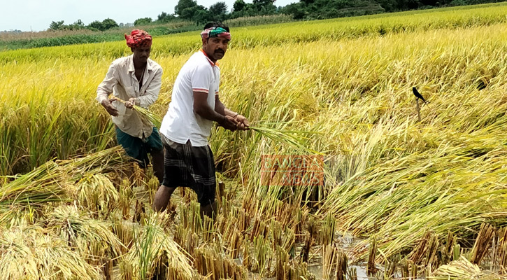 এক মণ ধানে কৃষকের লাভ ১১৬ টাকা!