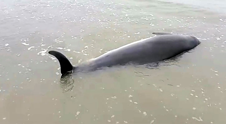 কুয়াকাটা সৈকতে ভেসে এলো জীবিত ডলফিন