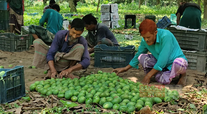 হিমসাগর আম ভাঙা শুরু