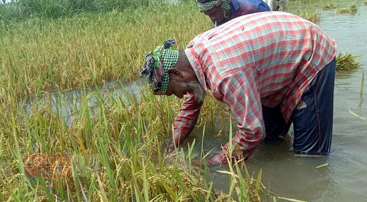 ভর্তুকি ও কৃষি আধুনিকায়নে বাজেটে বরাদ্দ বাড়ানোর তাগিদ  