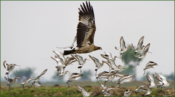 পরিযায়ী পাখির কলতানে মুখর শাবিপ্রবি