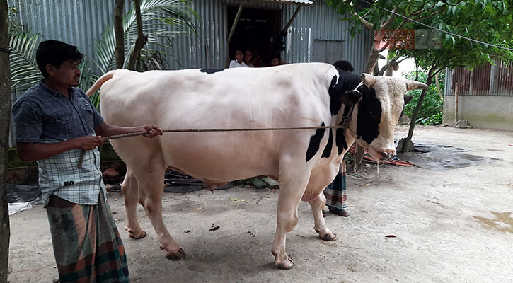 ব্রাহ্মণবাড়িয়ার ‘টাইগার বাবু’র দাম উঠেছে ৭ লাখ, ১০ লাখ পেলেই বিক্রি