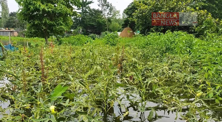 সিরাজগঞ্জে বন্যায় ১৪০ কোটি টাকার ফসল নষ্ট