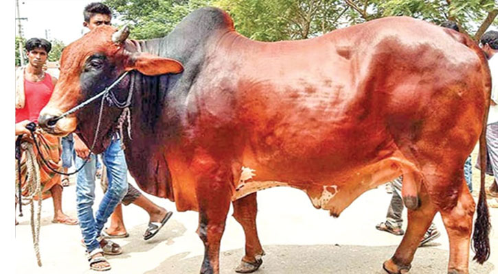 কাওলা হাটে উঠতে শুরু করেছে কোরবানির পশু