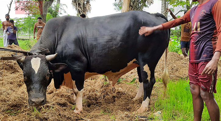 বাগেরহাটে কোরবানির হাট কাঁপাবে ‘রোবো’