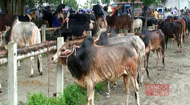 সিরাজগঞ্জে কোরবানির জন্য প্রস্তুত ৪ লাখ গবাদি পশু