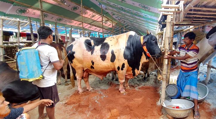 গাবতলীতে পশু বিক্রির অপেক্ষায় ব্যবসায়ীরা