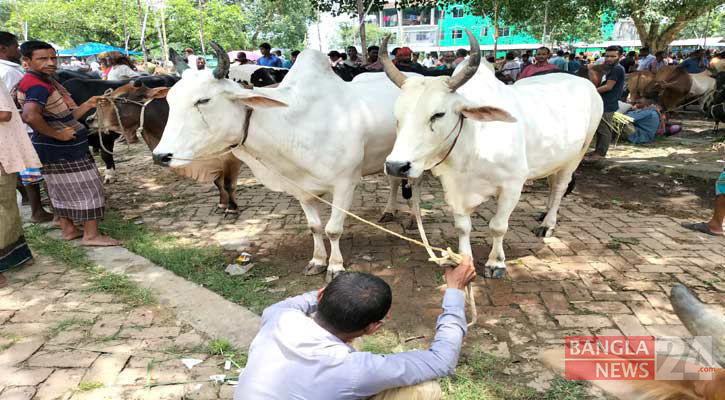 বগুড়ায় জমে উঠেছে কোরবানির পশুর হাট