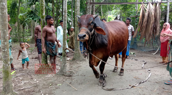 ৩২ মণের লাল বাদশাহর দাম ৮ লাখ টাকা