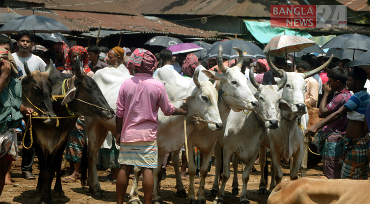 নজর কাড়ছে শিংওয়ালা ভারতীয় গরু