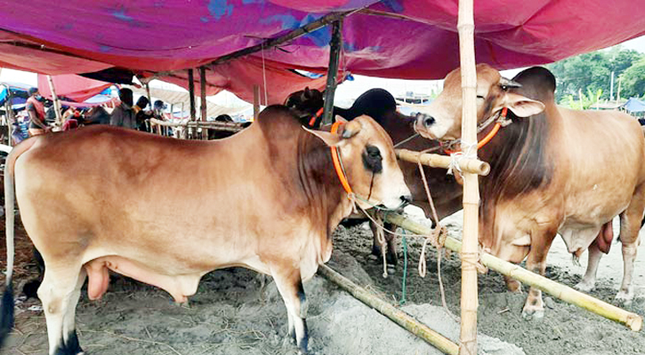 কোরবানির পশুর হাটে মধ্যবিত্তের হিসাব মিলবে তো?