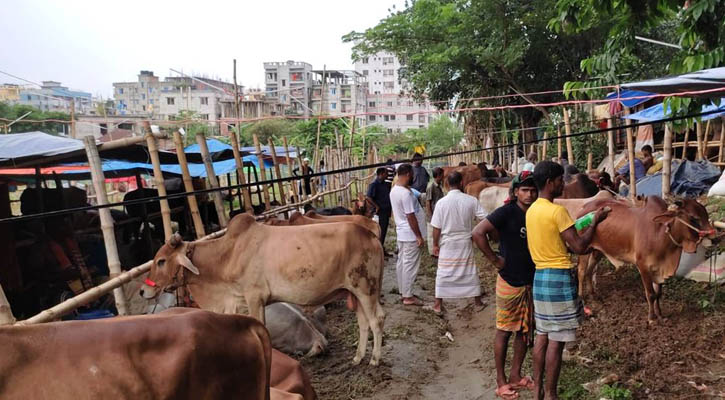 হাটে গরু আছে তবে ক্রেতা নেই