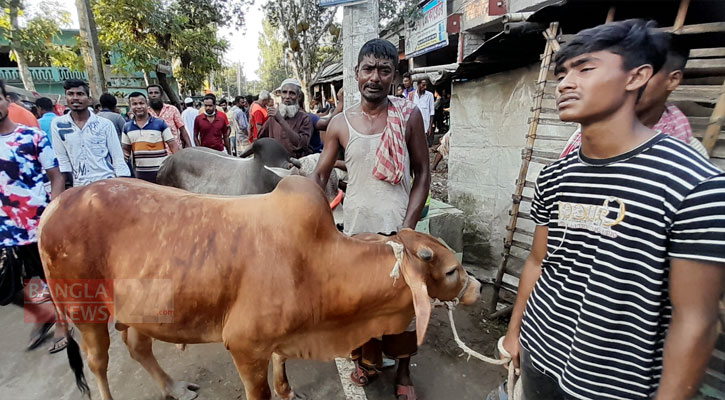 গরু বেইচ্যা চালান উইটপো না, তাই ফিরত নিয়্যা যাইত্যাছি