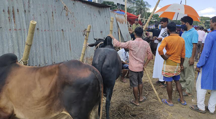 কচুক্ষেত হাটে ক্রেতার ভিড়, গরুর দামও চড়া