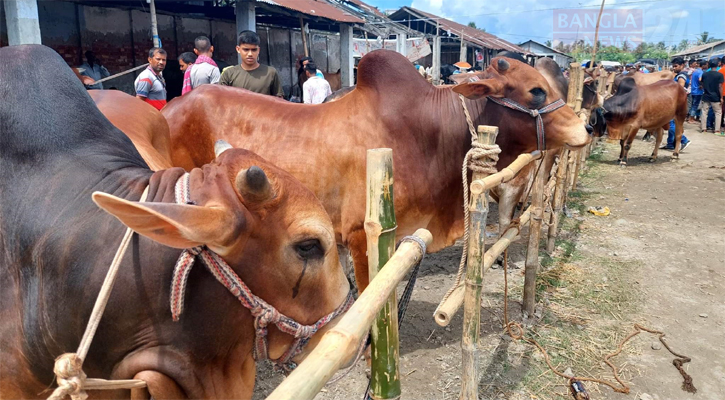 খুলনায় পশুর হাটে রাজস্ব আদায়ে নতুন রেকর্ড!