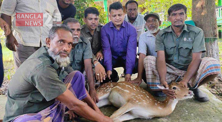 শরণখোলা থেকে চিত্রল হরিণ ও অজগর উদ্ধার