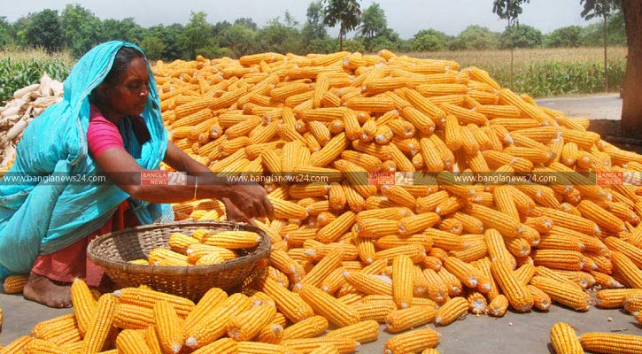 খাদ্য ঘাটতি পূরণে প্রয়োজন ভুট্টা ও গমের উৎপাদন বাড়ানো