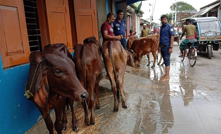 সুন্দরবন থেকে ৯ ভারতীয় গরু আটক