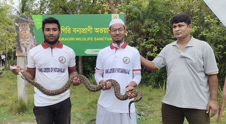 ৯ ফুট বার্মিজ অজগর উদ্ধার করে টেংরাগিরি বনে অবমুক্ত