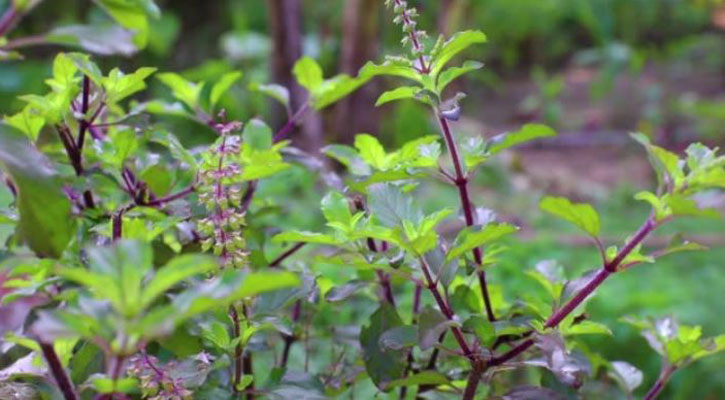 তুলসি পাতা এতো রোগের মহৌষধ!