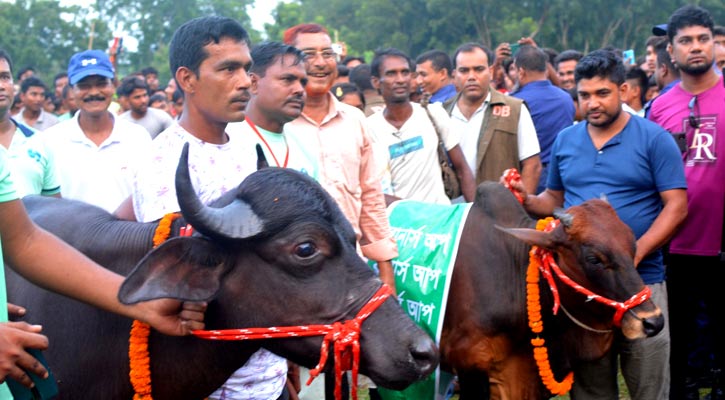 বিজয়ীকে মহিষ, রানার্সআপকে গরু!