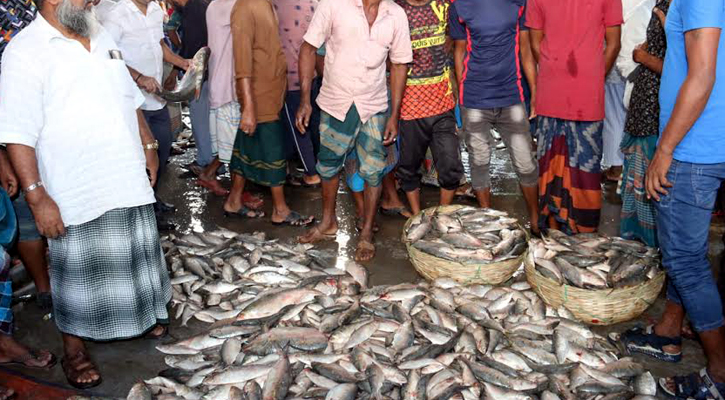 ইলিশের মুভমেন্ট বাড়লে বৃদ্ধি পাবে আমদানি