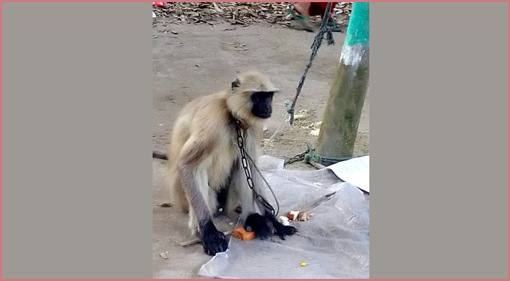 ভারতে থেকে বাংলাদেশে ঢুকেছে ২ ফিট উচ্চতার হনুমানটি