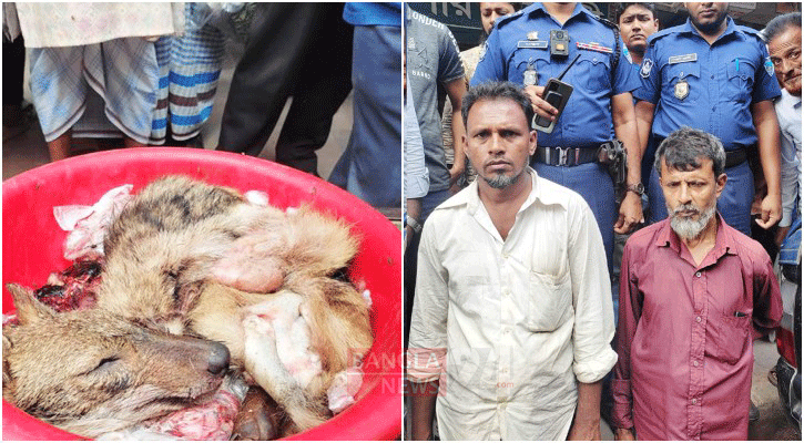 হাজীগঞ্জে শিয়ালের মাংস বিক্রি করায় দুইজনের অর্থদণ্ড