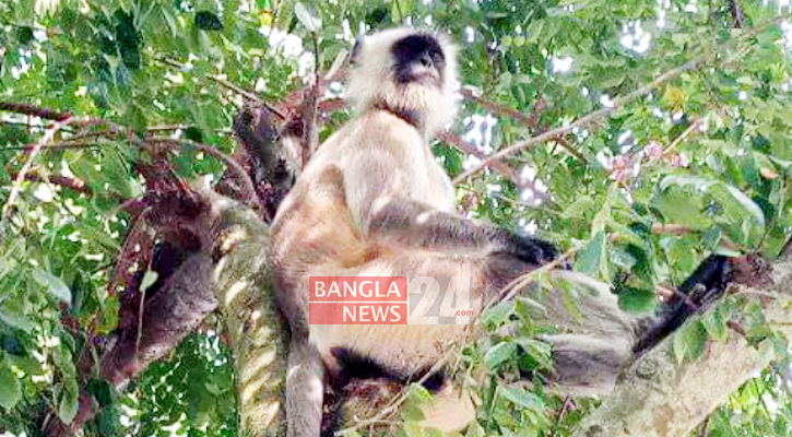 লোকালয় ছুটে বেড়াচ্ছে এক মুখপোড়া হনুমান