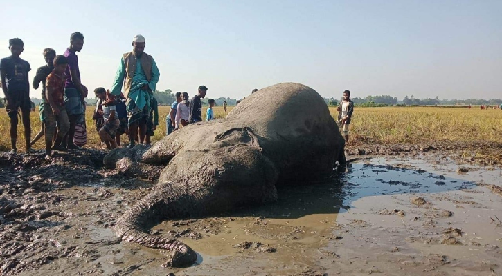 সীমান্তে ধান খেতে এসে প্রাণ হারাল ভারতীয় বন্যহাতি