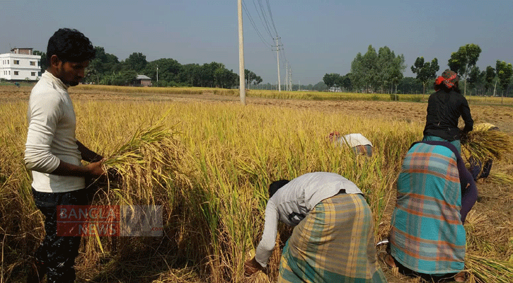 নাটোরে আড়াই কোটি টাকার বোরো প্রণোদনা পাচ্ছেন ৪৪ হাজার কৃষক